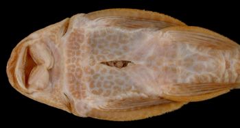 Media type: image; Ichthyology 7842
